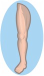 leg