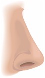 nose