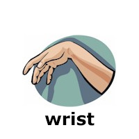 wrist